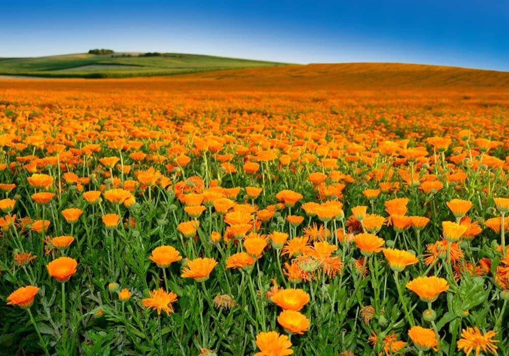 Wund(er)heiler Ringelblume