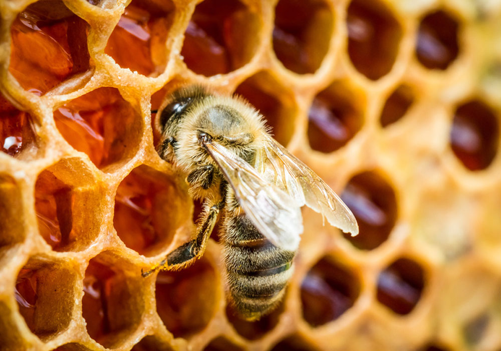 Propolis Bienenkittharz - Anwendung & Wirkung