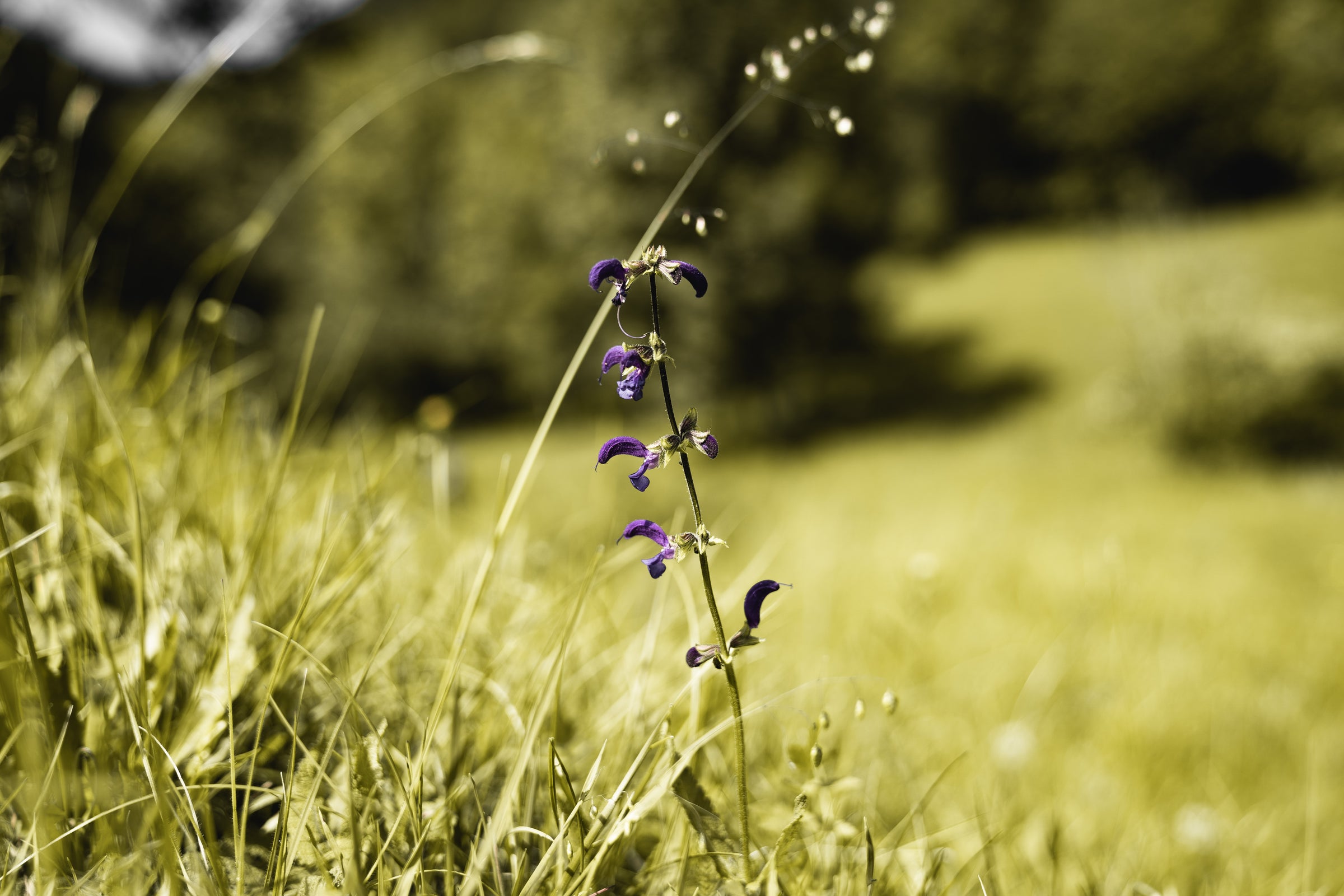 Allergy