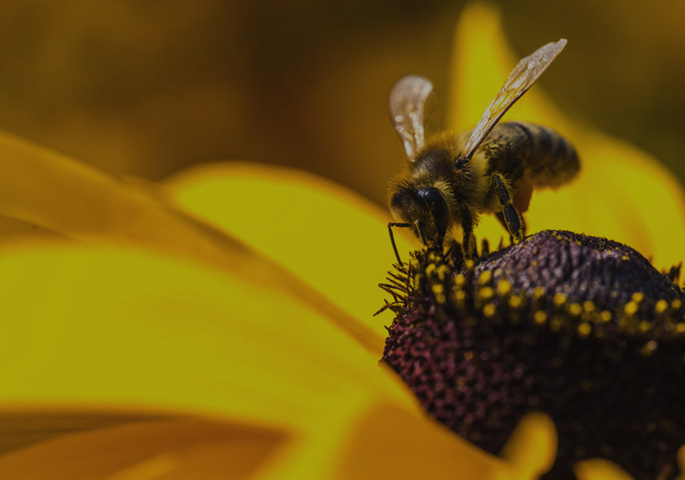 Bee Gardening - Hilfe für das Himmelsvolk