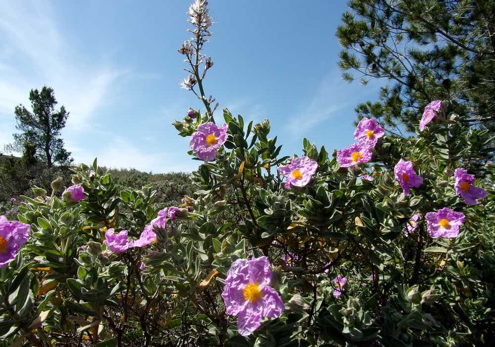 Immunsystem stärken mit Cistus