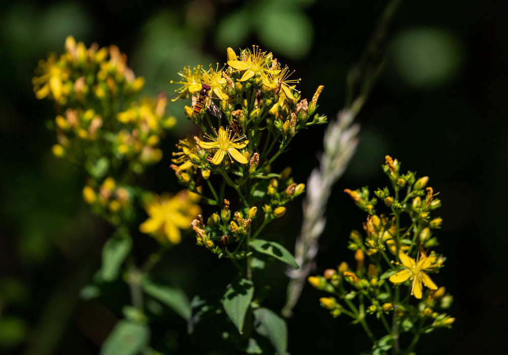 St. John's wort effect as a herbal antidepressant Saint Charles