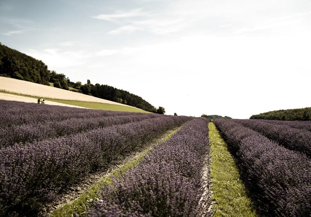 Lavendel – Die Heilpflanze 2020 als Allrounder bei Beschwerden